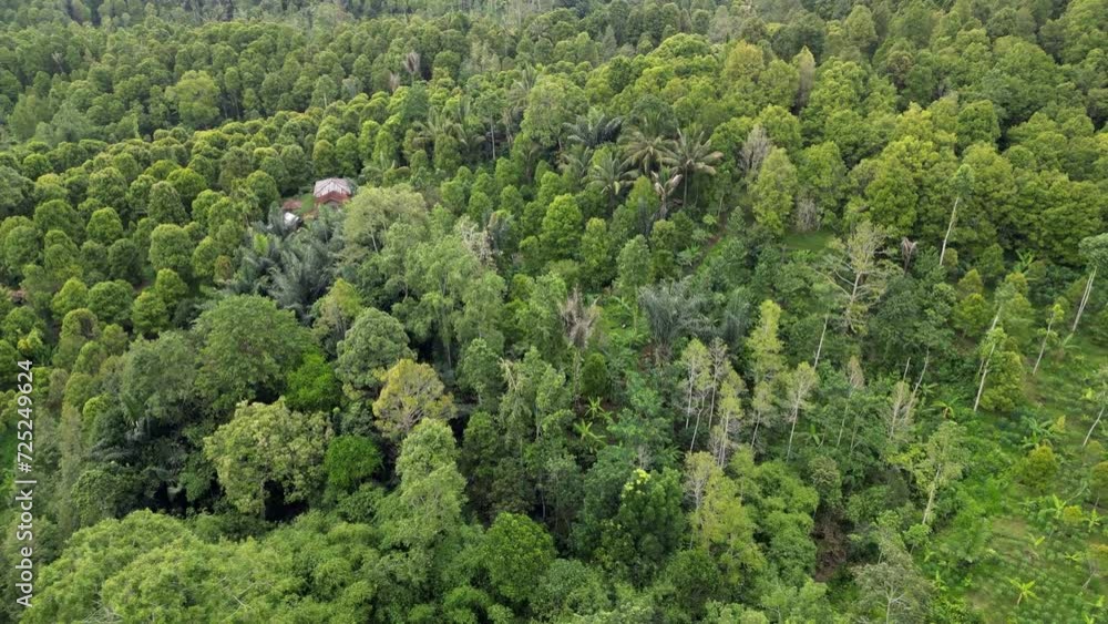 Drone flying over a lush green tropical jungle with fruit tree plantations with in the jungle Drone flying over a lush green tropical jungle with fruit tree plantations with in the jungle