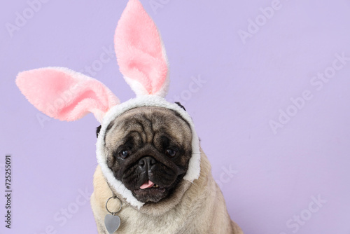 Cute pug dog in bunny ears on lilac background, closeup. Easter celebration