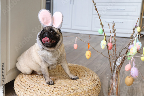 Cute pug dog in bunny ears ...