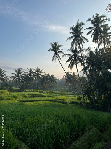 beautifull rice terrace in bali island