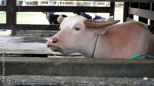 An albino cow, an albino buffalo, a cow, a buffalo, at the cowshed photo