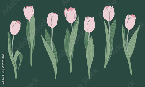Spring flowers vector illustration. Tulips flowers for Valentine's Day, Birthday, Mother's Day.