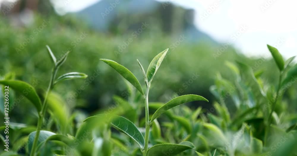 Green tea tree leaves field young tender bud herbal Green tea tree in camellia sinensis organic farm. Close up Fresh Tree tea plantations mountain green nature in herbal farm plant background morning Green tea tree leaves field young tender bud herbal Green tea tree in camellia sinensis organic farm. Close up Fresh Tree tea plantations mountain green nature in herbal farm plant background morning