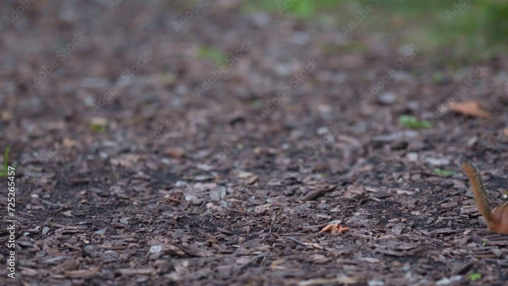 Closeup of Chipmunk Scurrying Over the Ground Looking for Food Closeup of Chipmunk Scurrying Over the Ground Looking for Food