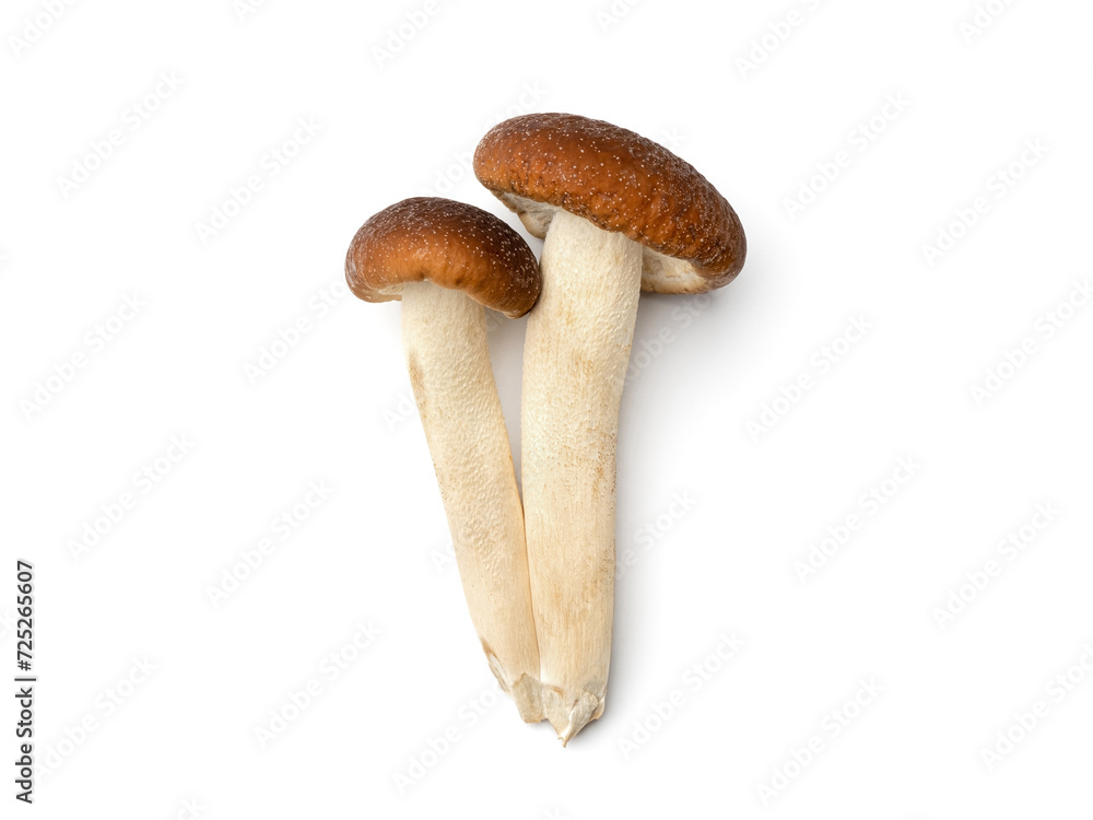 Honey agaric on white Honey agaric on white