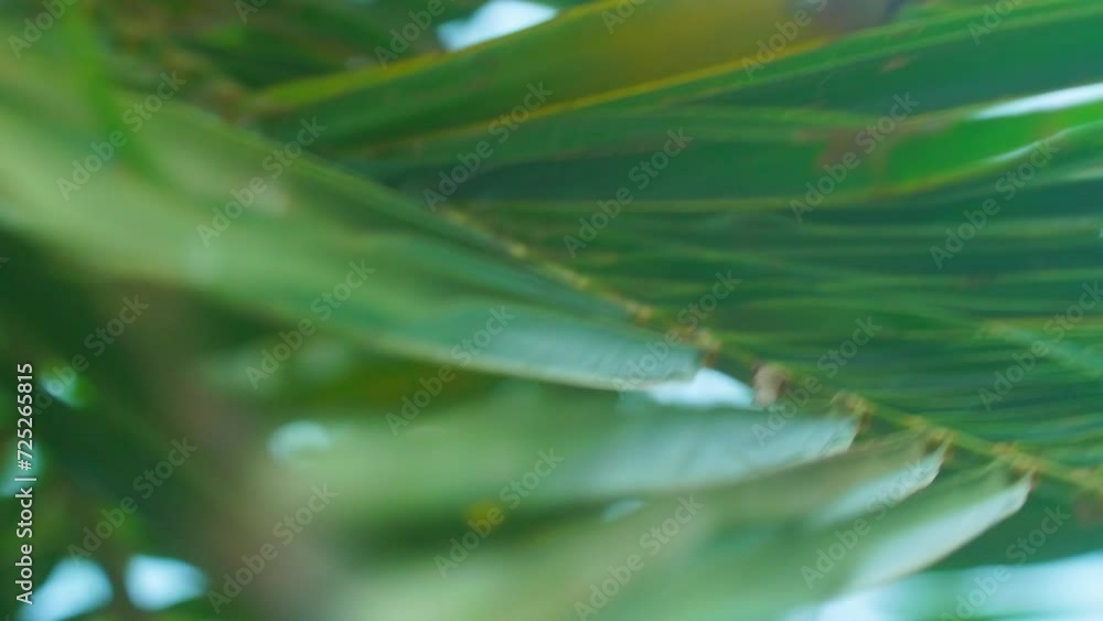 Extreme closeup of a leaf of the coconut palm rocking gently in the oceanic breeze on the exotic island in Thailand Extreme closeup of a leaf of the coconut palm rocking gently in the oceanic breeze on the exotic island in Thailand