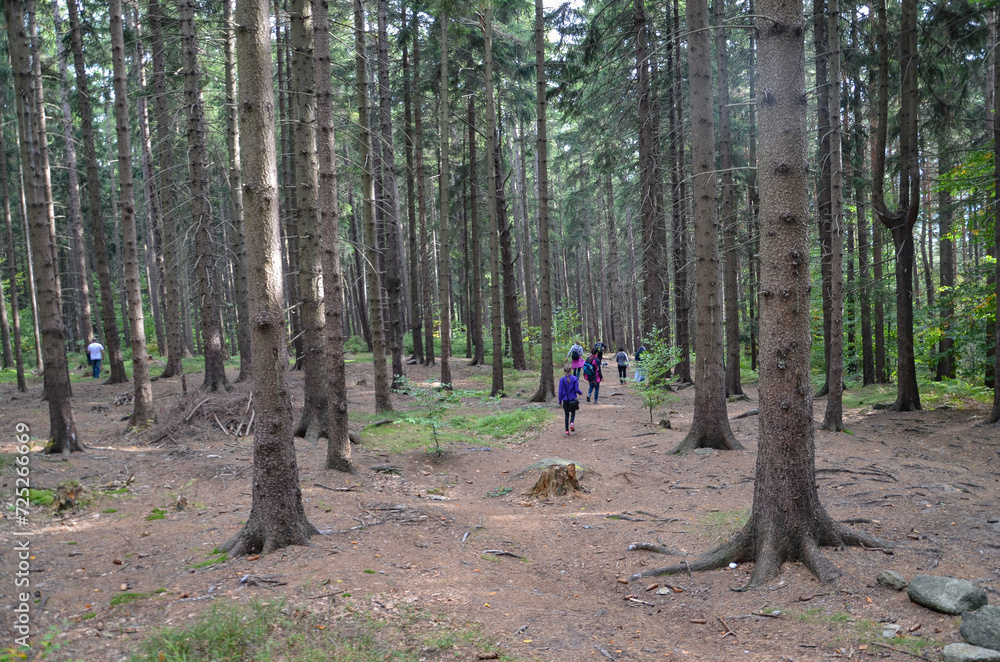 Obraz premium Spacer w górach