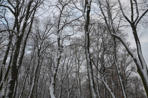 Drzewa pokryte śniegiem 