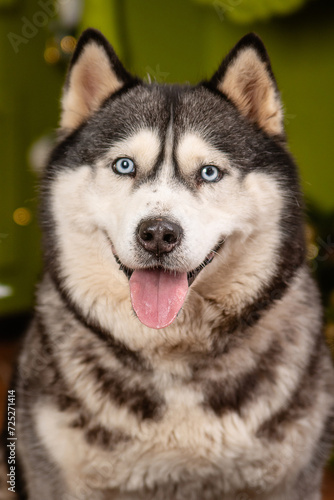Close-up portrait of a husky dog on a green background, Christmas tree. © Михаил Гута
