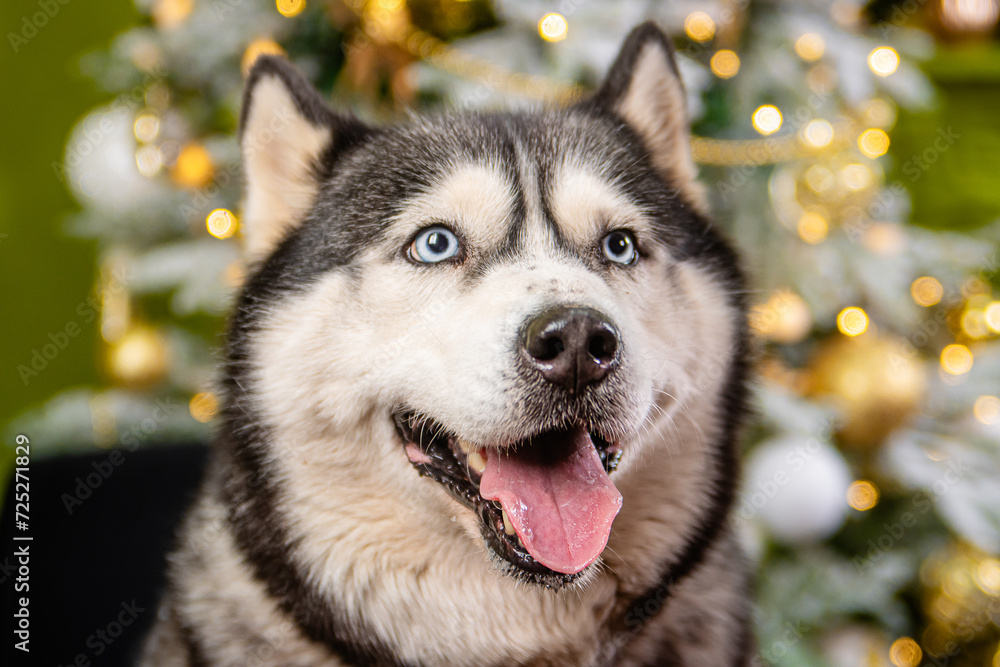 Obraz premium Close-up portrait of a husky dog on a green background, Christmas tree.