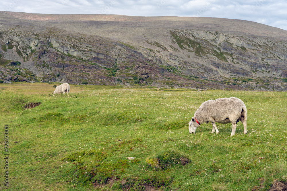 Fototapeta premium Sheep in a pasture