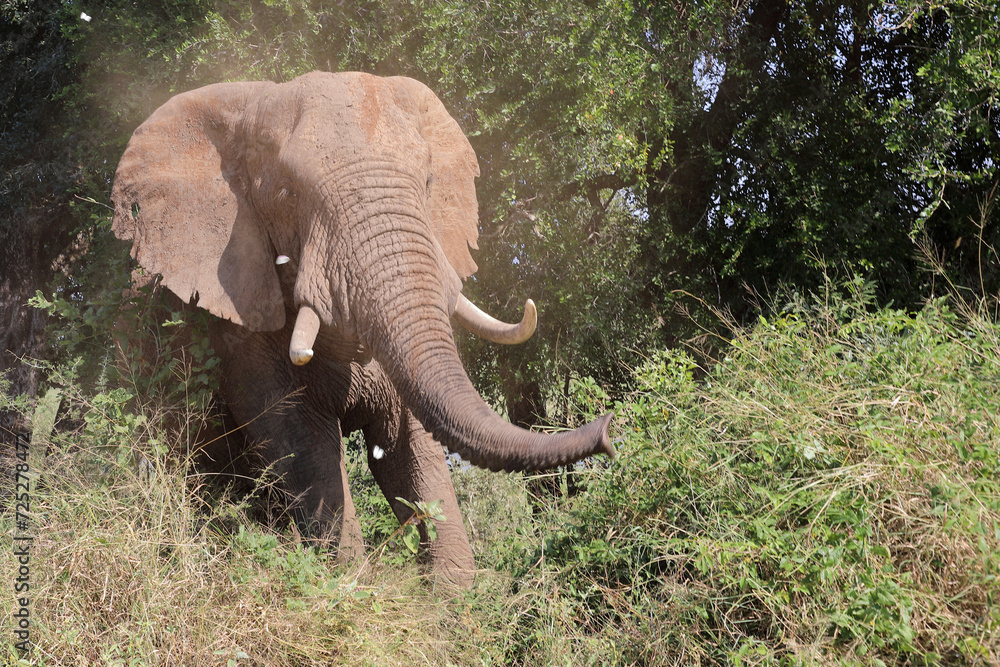 Obraz premium Afrikanischer Elefant / African elephant / Loxodonta africana..