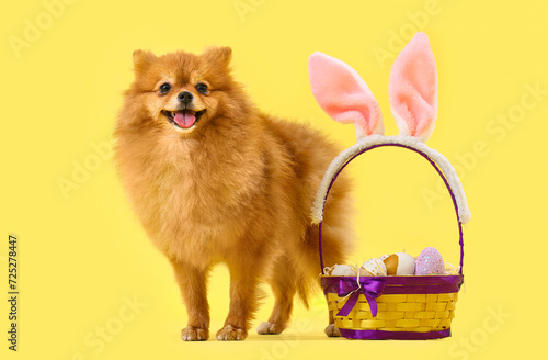 Cute Pomeranian dog with Easter eggs on yellow background
