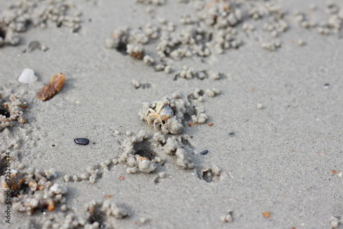 crab on the beach