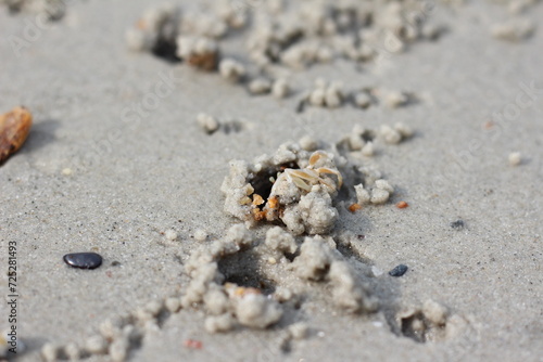 crab on the beach and on the sand
