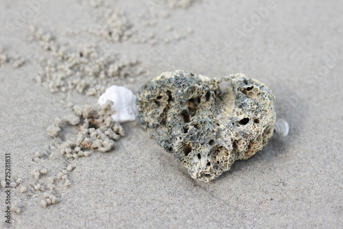 coral reef on the beach
