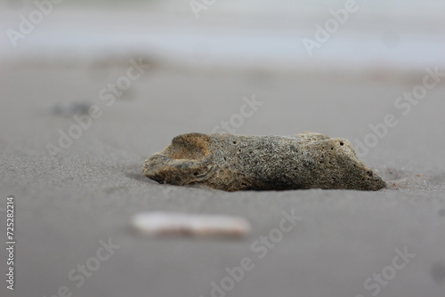 close up of a seashell