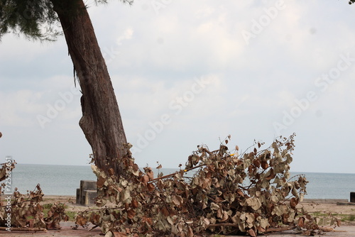 tree on the beach