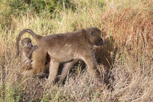 B  renpavian   Chacma baboon   Papio ursinus