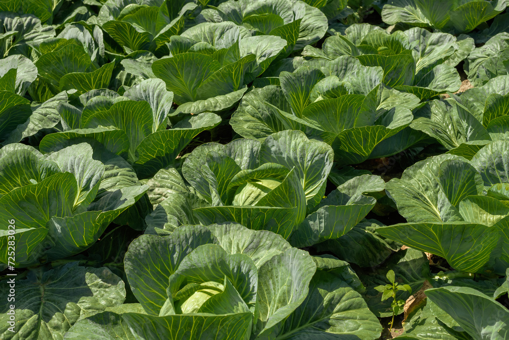 Background witn Big cabbage field. Ripe harvest on a Farm or Greenhouse. Background witn Big cabbage field. Ripe harvest on a Farm or Greenhouse.