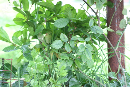 leaves in the garden