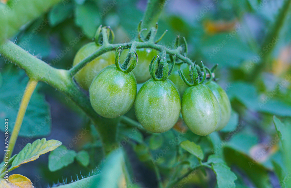 An unripe green tomato on a tomato branch An unripe green tomato on a tomato branch
