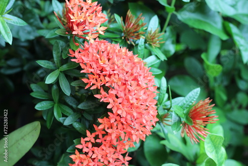 red and yellow flowers