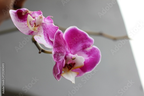 pink orchid on a wooden background