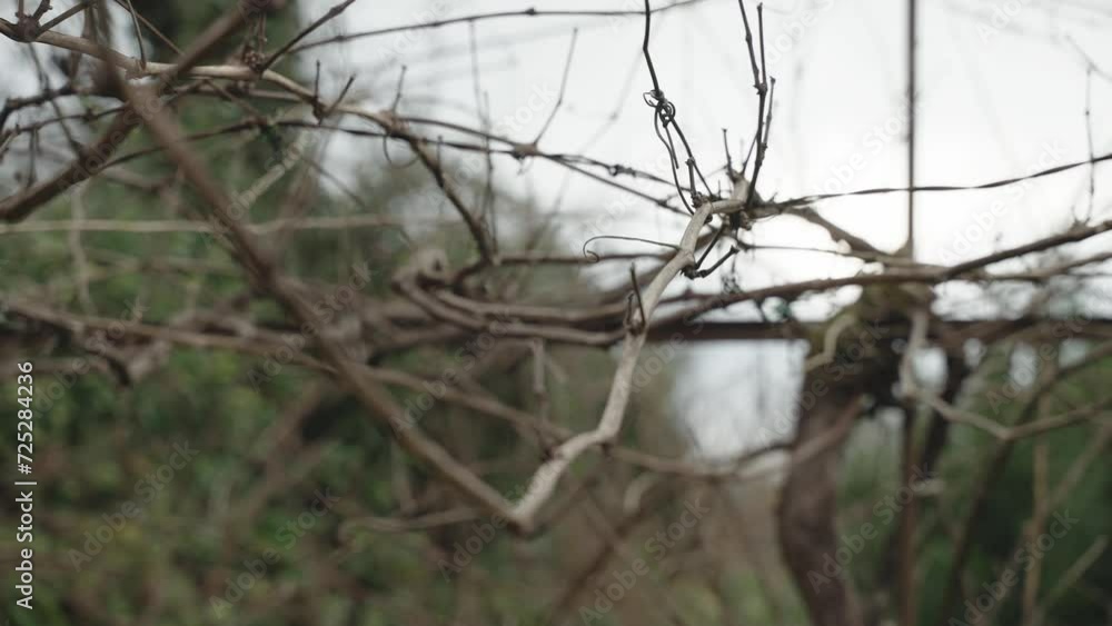 Bare Branches Intertwining Against Soft Backdrop Bare Branches Intertwining Against Soft Backdrop