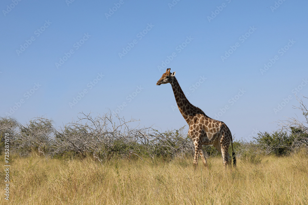 Giraffe / Giraffe / Giraffa camelopardalis Giraffe / Giraffe / Giraffa camelopardalis