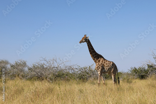 Giraffe   Giraffe   Giraffa camelopardalis