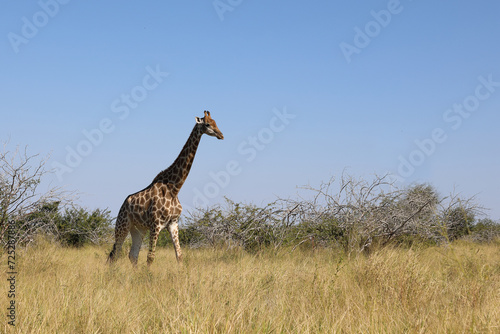Photography Giraffe / Giraffe / Giraffa camelopardalis