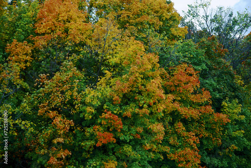 Autumn landscape with a winding road. with a yellow maple. A lonely tree with yellow and bright leaves.The ground is strewn with foliage. Autumn concept. landscape in the park.close-up.Postcard 