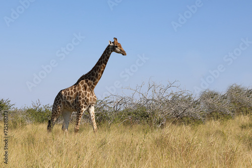 Canvas Print Giraffe / Giraffe / Giraffa camelopardalis