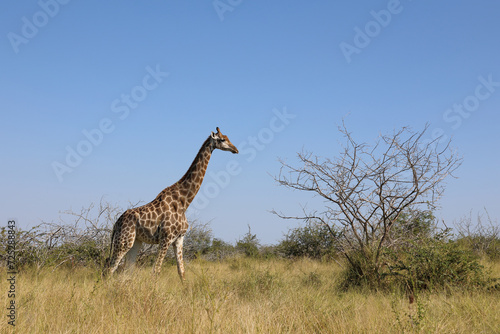 Canvas Print Giraffe / Giraffe / Giraffa camelopardalis