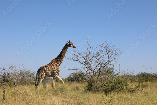 Giraffe / Giraffe / Giraffa camelopardalis