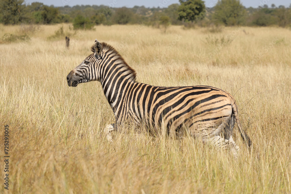 Steppenzebra / Burchell's zebra / Equus quagga burchellii. Steppenzebra / Burchell's zebra / Equus quagga burchellii.