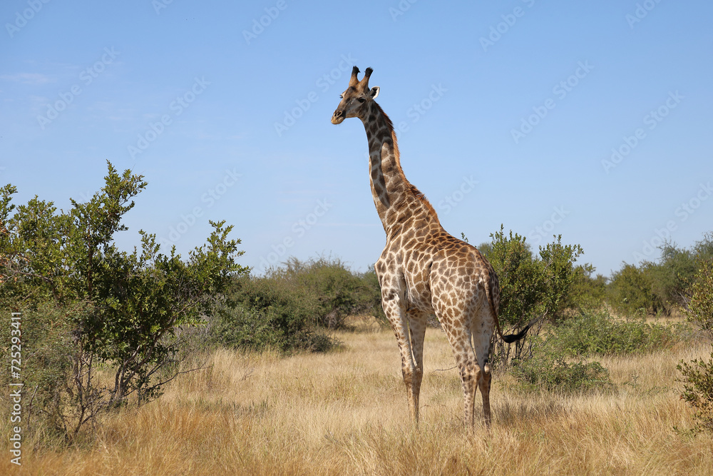 Giraffe / Giraffe / Giraffa camelopardalis Giraffe / Giraffe / Giraffa camelopardalis