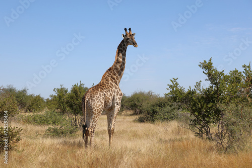 Canvas Print Giraffe / Giraffe / Giraffa camelopardalis