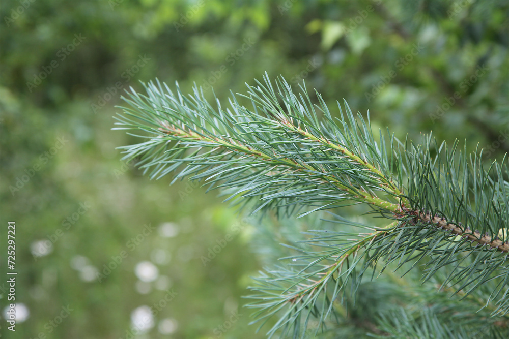 Christmas tree branch on a green background. Christmas tree branch on a green background.