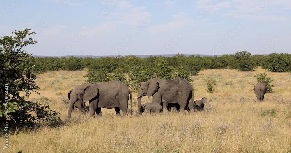 Afrikanischer Elefant / African elephant / Loxodonta africana Afrikanischer Elefant / African elephant / Loxodonta africana