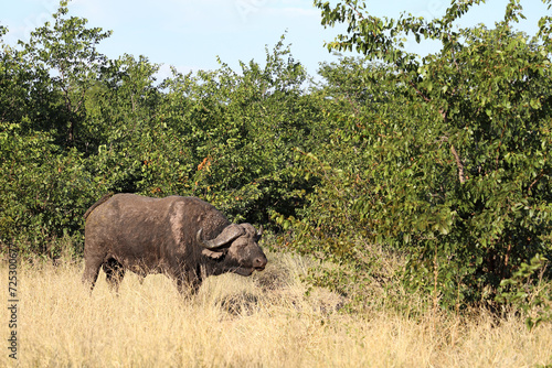 Kaffernbüffel / African buffalo / Syncerus caffer