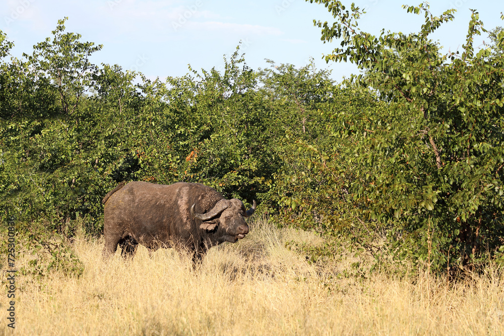 Kaffernbüffel / African buffalo / Syncerus caffer