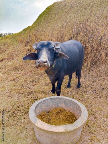 Buffalo black waterbuffalo Sindhi Kundhi-buffalo Indian banni kutchi Gujarati buffaloes milk breed dairy-buffalo domestic animal image stock photo  photo