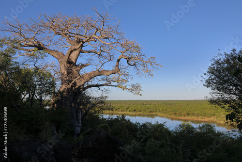 Afrikanischer Busch - Krügerpark - Pioneer Dam / African Bush - Kruger Park - Pioneer Dam /
