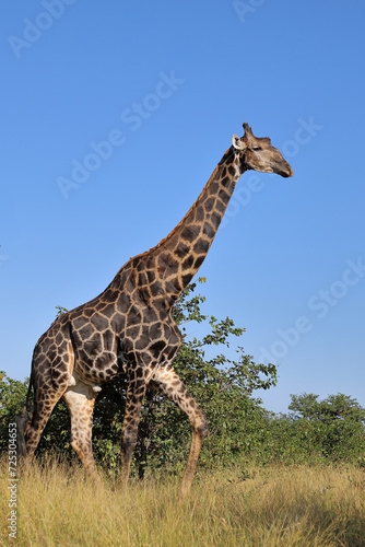 Photography Giraffe / Giraffe / Giraffa camelopardalis