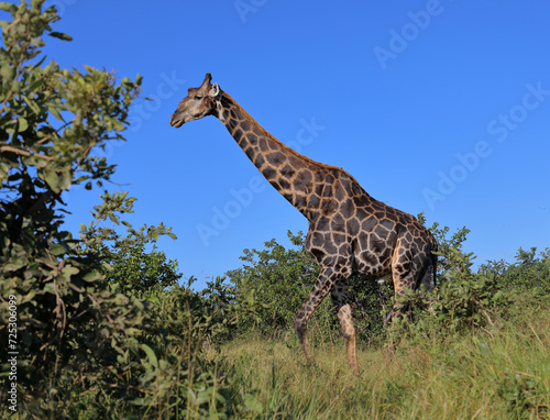 Photography Giraffe / Giraffe / Giraffa camelopardalis