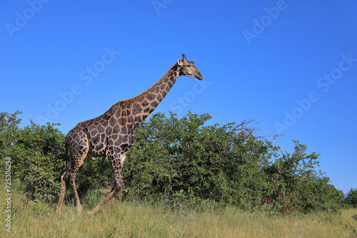 Photography Giraffe / Giraffe / Giraffa camelopardalis