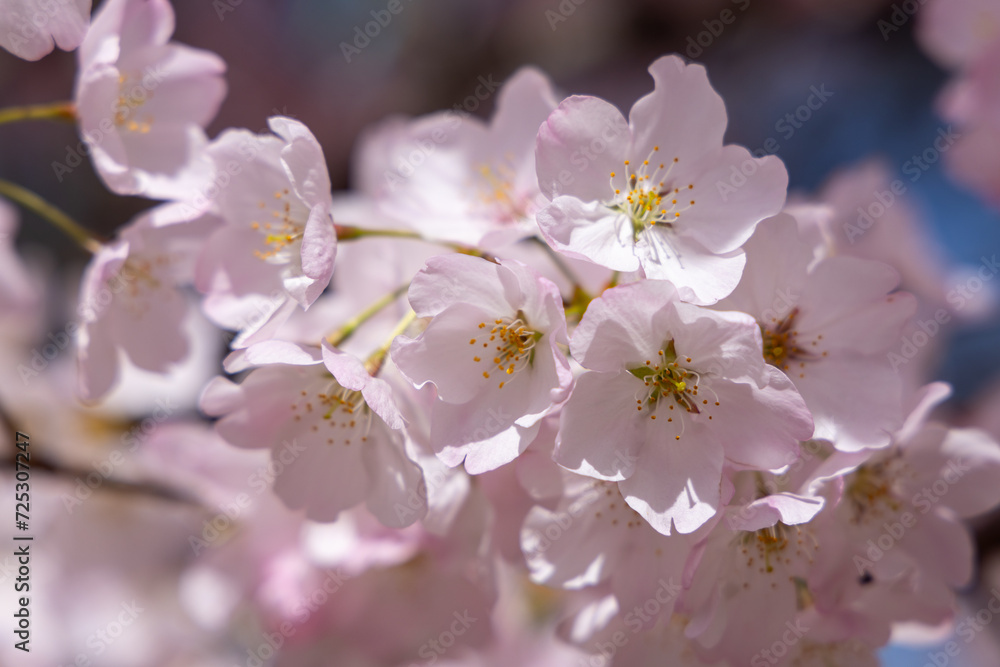 Pink cherry blossom, Sakura tree, in an outdoor park, on a beautiful spring day, with a blue sky, close up, macro shot Pink cherry blossom, Sakura tree, in an outdoor park, on a beautiful spring day, with a blue sky, close up, macro shot