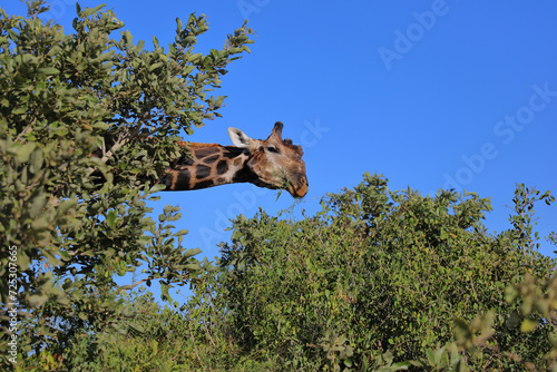 Photography Giraffe / Giraffe / Giraffa camelopardalis